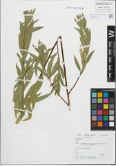 Foto von Salix fragilis L.